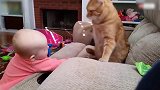 猫咪见宝宝侵犯自己，上去就打了两爪子，你这也太狠了！