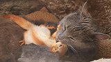 惊讶！辛菲罗波尔1只猫和4只松鼠生活在一起，背后故事让人感动