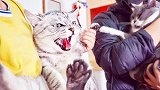 大猫发飙怒吼小猫，主人上前劝架，大猫反而跟主人顶嘴情绪失控！