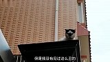 养宠物可以接地气，但不能接地府