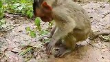 抓住一条大蚯蚓，孤儿猴想吃掉它，胆子大