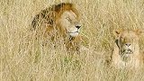 马赛马拉，受伤的老雄狮，寸步不离跟着母狮