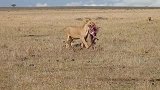 母狮进食大餐，鬣狗一旁只能乖乖看着流口水！