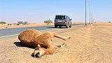 于月仙车祸后现场画面曝光！两只骆驼被撞死，全车4人只有她去世