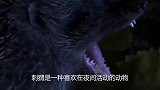刺猬遇上蝎子，谁能更胜一筹？镜头拍下全过程