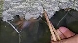 小伙深夜拿筷子夹鱼，最后那只是什么反应那么快，有谁知道吗