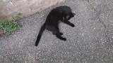 垃圾箱旁边发现一只流浪猫，细看竟然不怕人，怎么回事