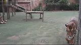 猫和狐狸的对决，猫的功夫可不是花架子，镜头拍下整个过程