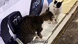 猫：你别出声狗-我大气都没敢出