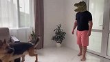 主人戴鳄鱼头套吓唬德牧，狗子看后啥反应？差点笑到肚子疼