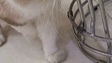 大漂亮居然偷袭我的啾啾………