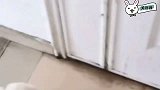 球爸带泰迪球宝一到家，球宝立马冲上床休息，只剩气急败坏的球爸