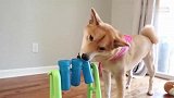 小柴犬：铲屎的吃个饭你需要这样折磨我吗