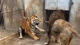 狮子和老虎打架，画面看起来太凶残了，不愧是顶级猛兽啊！