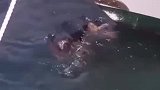 海獭为了吃鲍鱼把船都要敲破了
