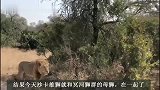 沙卡雄狮联盟：接触冥河狮群的母狮，狮王之路稳了
