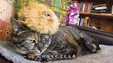 小刺猬错把猫咪当妈妈，上去就喝奶，小刺猬：管它呢，有奶就是娘