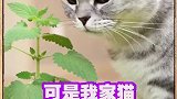猫薄荷无感的同学来报道