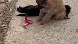 狗狗在守护他的兄弟不让人靠近