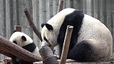 傲娇的熊猫宝宝，要妈妈哄着才睡得着，萌了我一脸