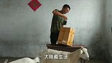 两只小山羊饼干吃得真带劲，往桌子上一趴，伸个小手要饼干