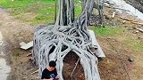 广东潮州有棵方形榕树，怎么形成的呢！