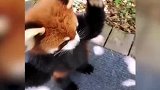 干脆面来了~