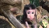 可怜的小猴子唐尼大声喊道它为什么这么做？