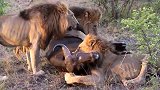 动物世界：三头雄狮齐心协力捕猎野牛