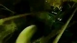 海底潜猎, 意外发现龙虾窝, 太多了, 抓都抓不完