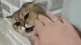 这才是高手过招啊，没想到主人使出来的招数，猫咪都能够一一破解