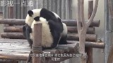 熊猫太狠，把孔雀追的满园逃窜，还拔孔雀毛来剔牙