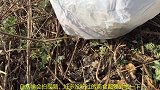 清明前后，艾草这样做才叫香，香甜软糯，掀开锅开那一刻，我笑了