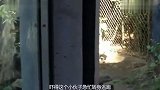 动物园搞笑剪辑!动物跟人出丑的瞬间,内容引起极端舒适!
