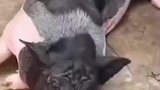 一年长胖130多斤，宠物猪被送至乡下