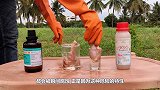硫酸到底有多危险？小伙作死将水蛭扔进去，下一秒看傻了！