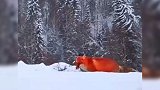 红色精灵！大兴安岭雪地惊现火狐狸 网友：太漂亮了