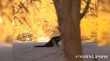 在努力活着的猫咪们