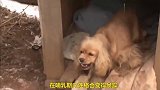 搬家时，狗狗看着夭折了的孩子，伤心地流下了眼泪