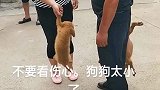 无法自拔的狗狗。那么小被抛弃