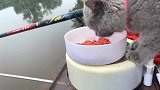 蓝猫：你拿我饭盆装饲料，我还不能吃几口吗