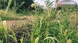 搞笑四川方言视频：情侣之间的有趣故事