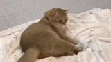 你见过气得直跺脚的猫咪吗？超萌！
