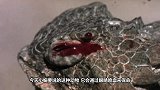 蜥蜴奇特的独门技巧遇见危险时，眼睛会喷射血液！