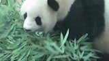 熊猫思嘉挑出心爱的竹子，愉快开吃，吃相优雅斯文，好淑女