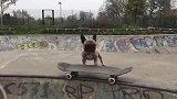 小狗都会滑滑板，真是太厉害了