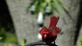 现实版“愤怒的小鸟”，浑身火红的羽毛，生气时会不会也爆炸