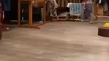 原来猫头鹰是这样走路的