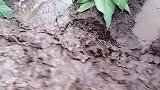 连日的大雨，农民的瓜果蔬菜都被泥水冲刷了