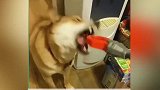 开心的视频系列狗狗对着镜头张大嘴，好萌啊！